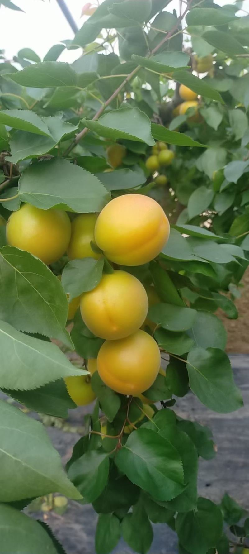 温室大棚金太阳杏产地直发