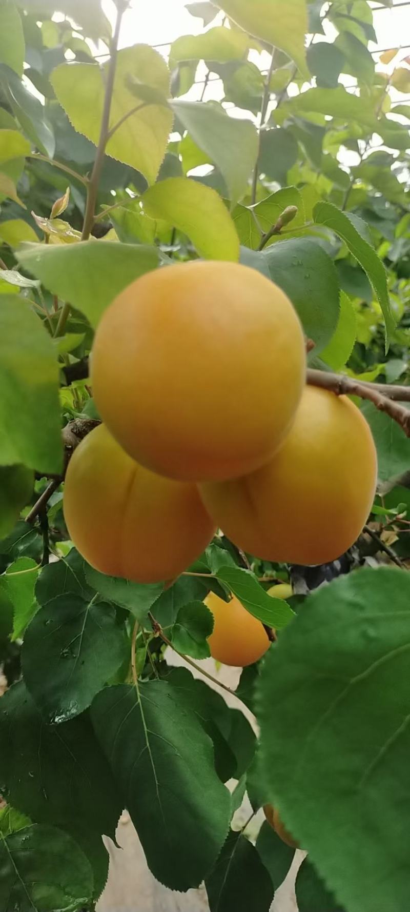 温室大棚金太阳杏产地直发