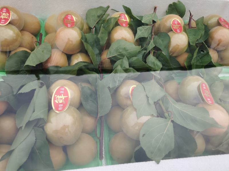 温室大棚金太阳杏产地直发