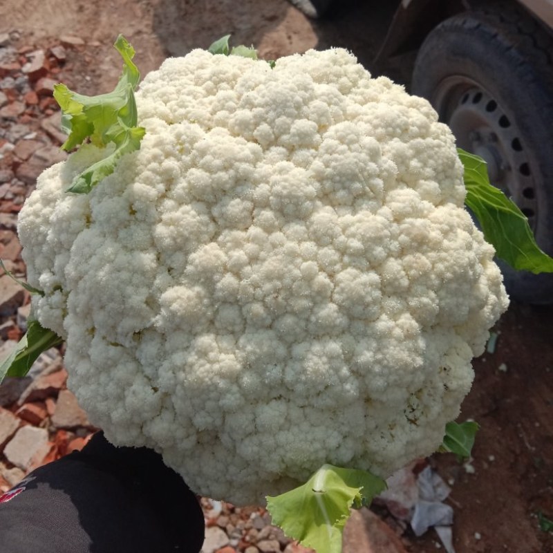 松花菜山东郯城有机花菜颜色白净大量有货低价出售