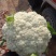 松花菜山东郯城有机花菜颜色白净大量有货低价出售