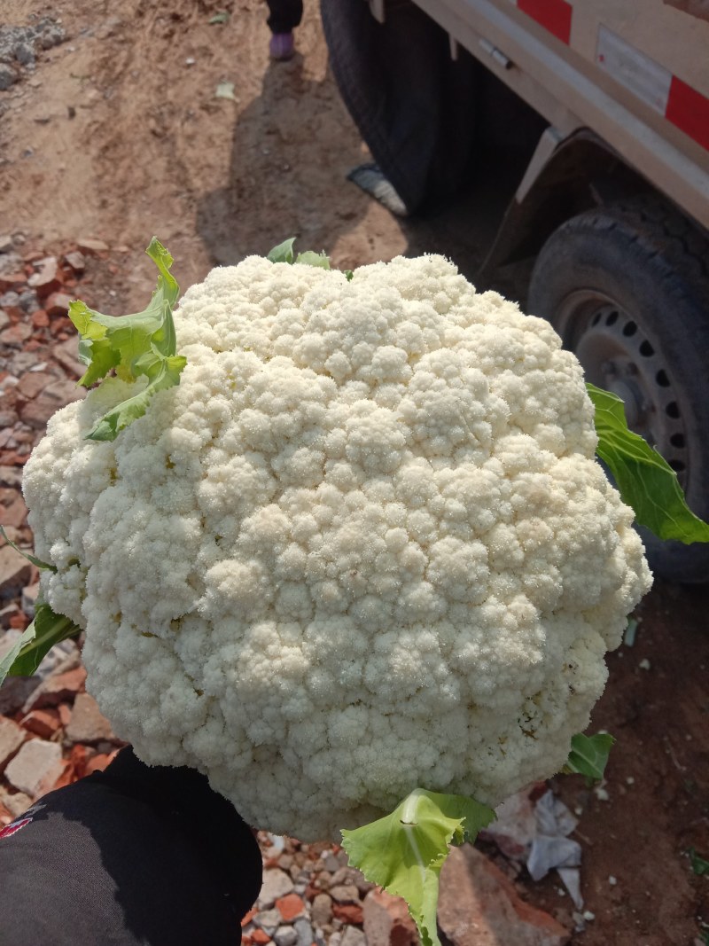 松花菜山东郯城有机花菜颜色白净大量有货低价出售