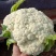 松花菜山东郯城有机花菜颜色白净大量有货低价出售
