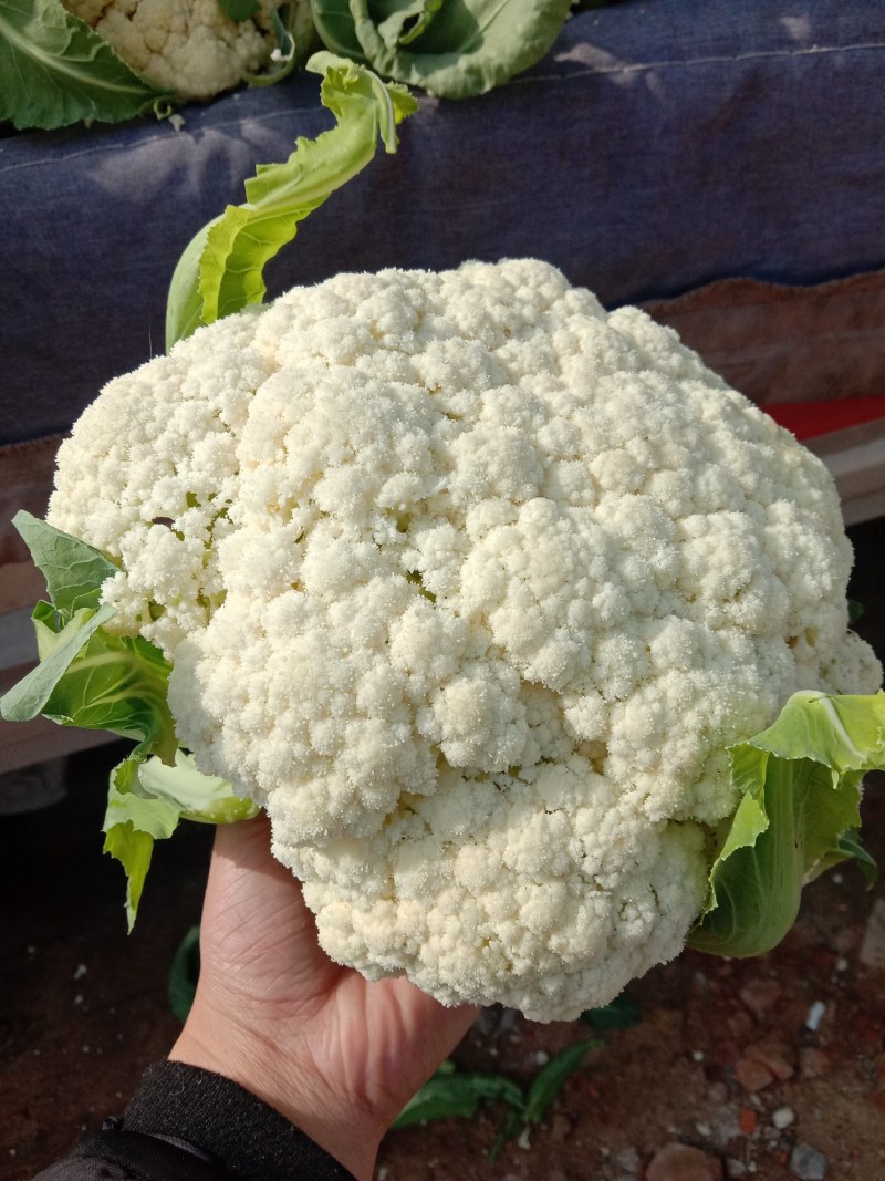 松花菜山东郯城有机花菜颜色白净大量有货低价出售