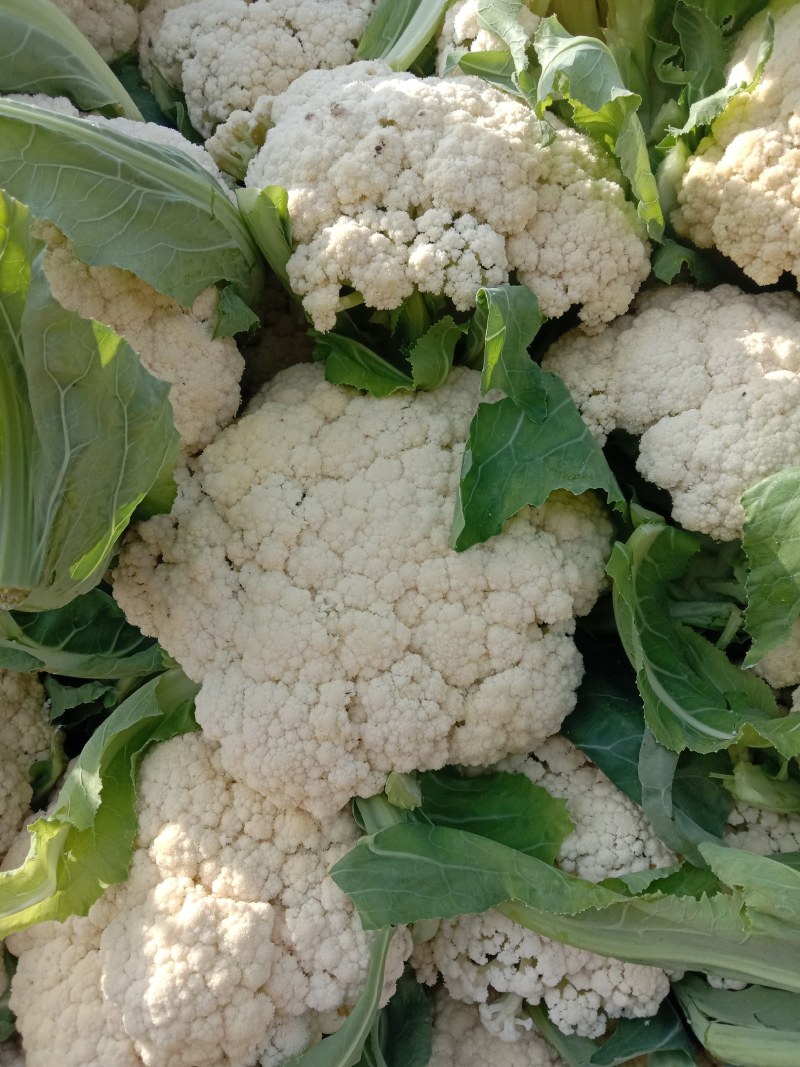 松花菜山东郯城有机花菜颜色白净大量有货低价出售