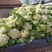 松花菜山东郯城有机花菜颜色白净大量有货低价出售