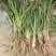 知母苗包邮包成活货源充足基地直发支持大货批发零售