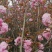 樱花树