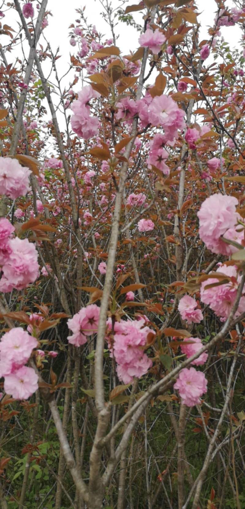 樱花树