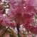 樱花树