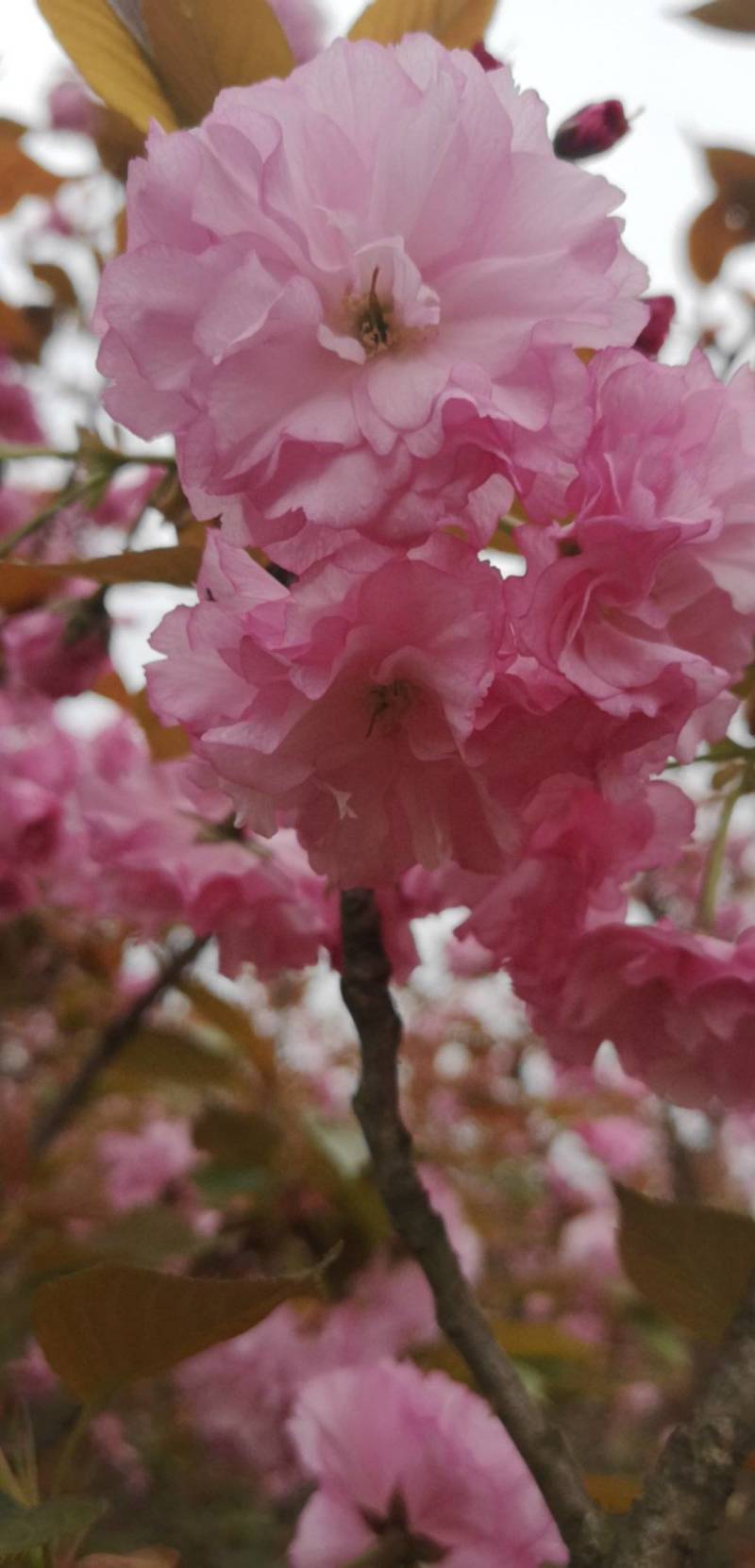 樱花树