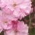 樱花树
