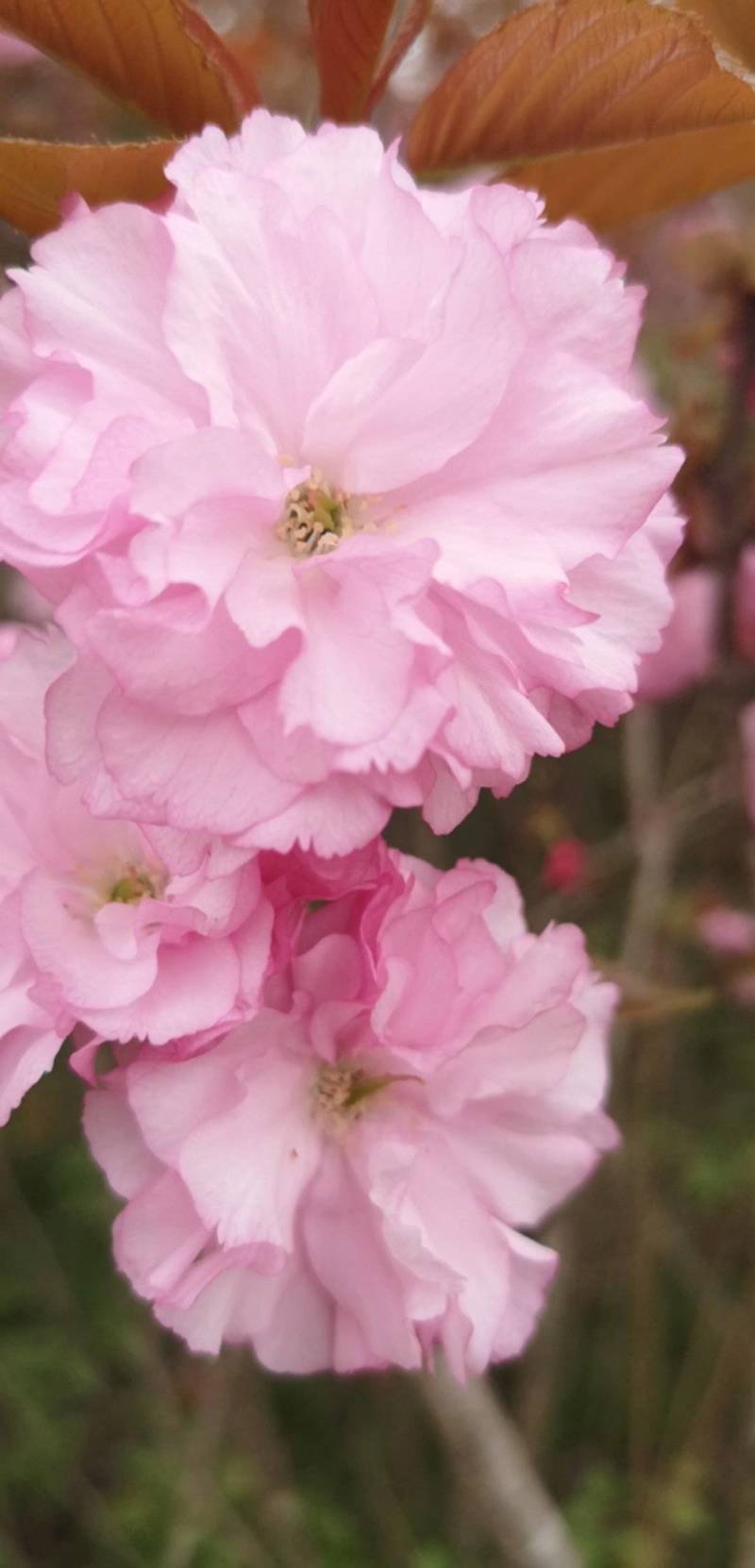 樱花树