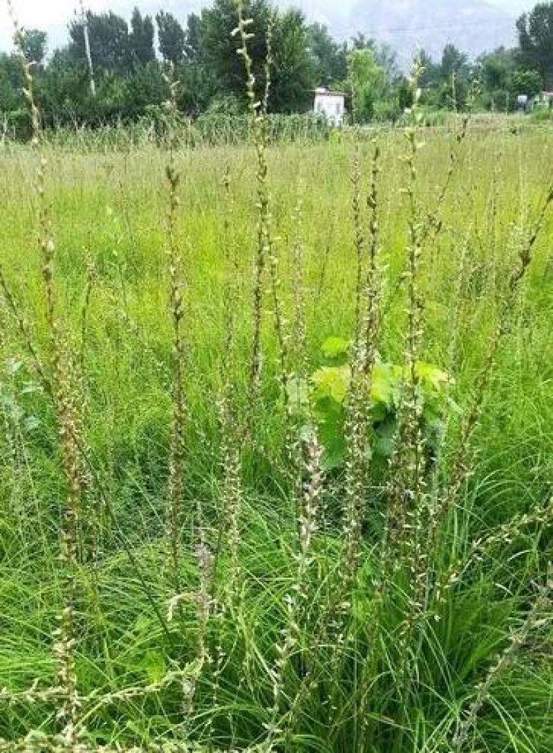 知母苗包邮包成活货源充足基地直发支持大货批发零售
