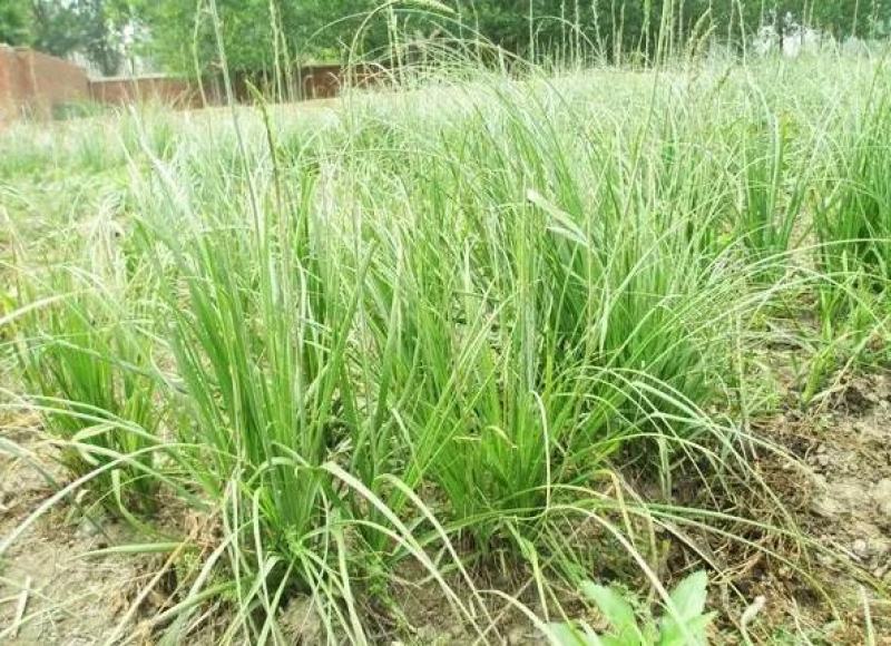 知母苗包邮包成活货源充足基地直发支持大货批发零售