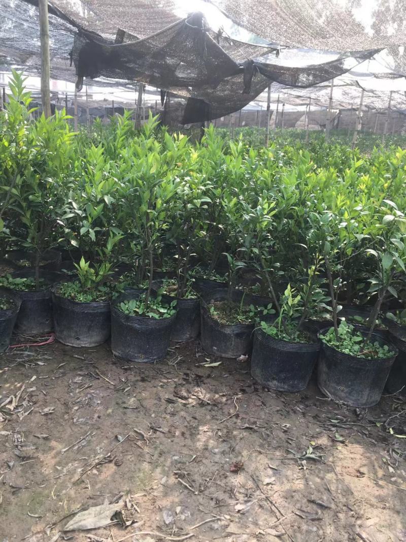 正宗江门新会柑苗，苗壮果实