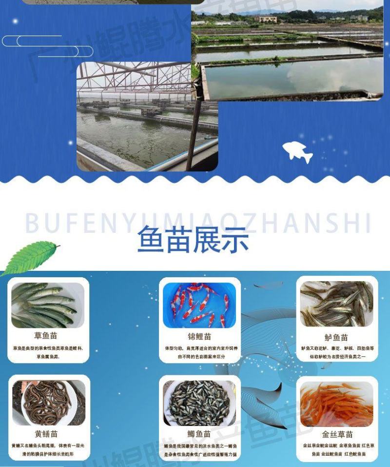 鲫鱼苗鲲腾鱼苗好鱼苗鲲腾出产地直销百万现货