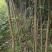 桂花苗