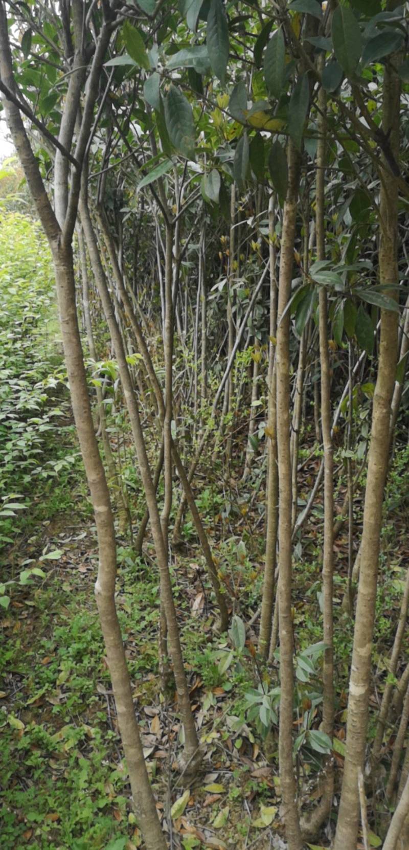 桂花苗