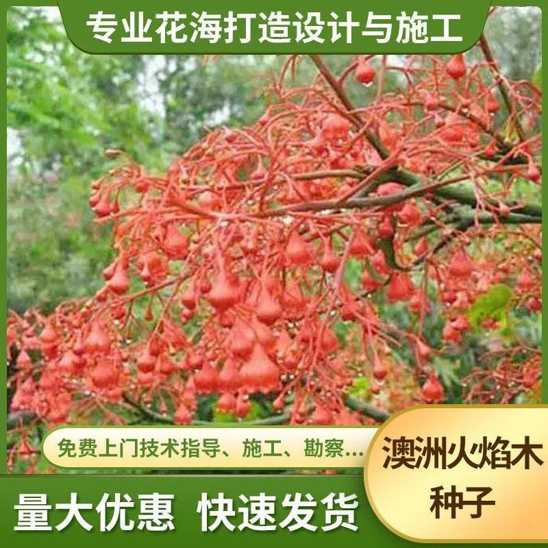澳洲火焰木种子槭叶酒瓶树火焰树种子苞萼木提供发票包邮