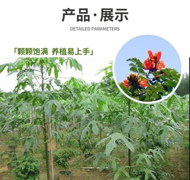 澳洲火焰木种子槭叶酒瓶树火焰树种子苞萼木提供发票包邮