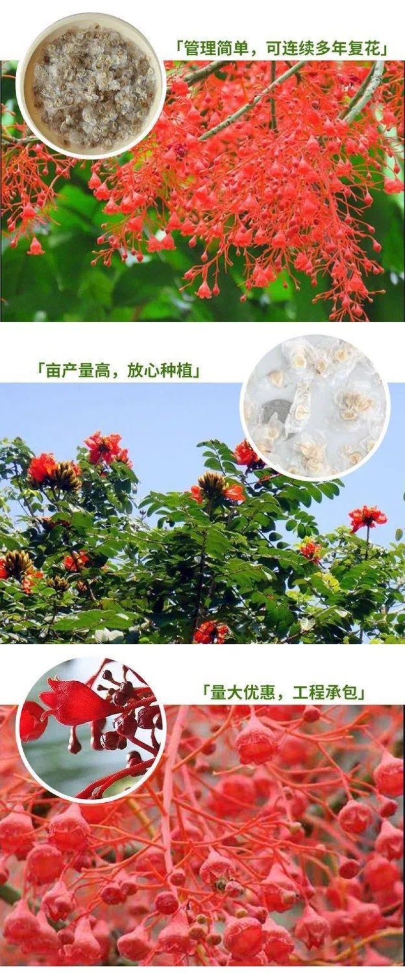 澳洲火焰木种子槭叶酒瓶树火焰树种子苞萼木提供发票包邮