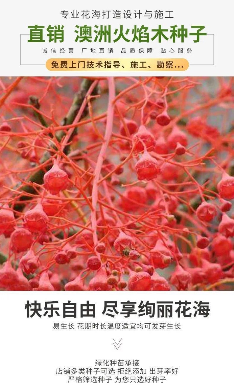 澳洲火焰木种子槭叶酒瓶树火焰树种子苞萼木提供发票包邮