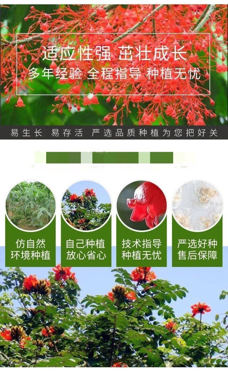 澳洲火焰木种子槭叶酒瓶树火焰树种子苞萼木提供发票包邮