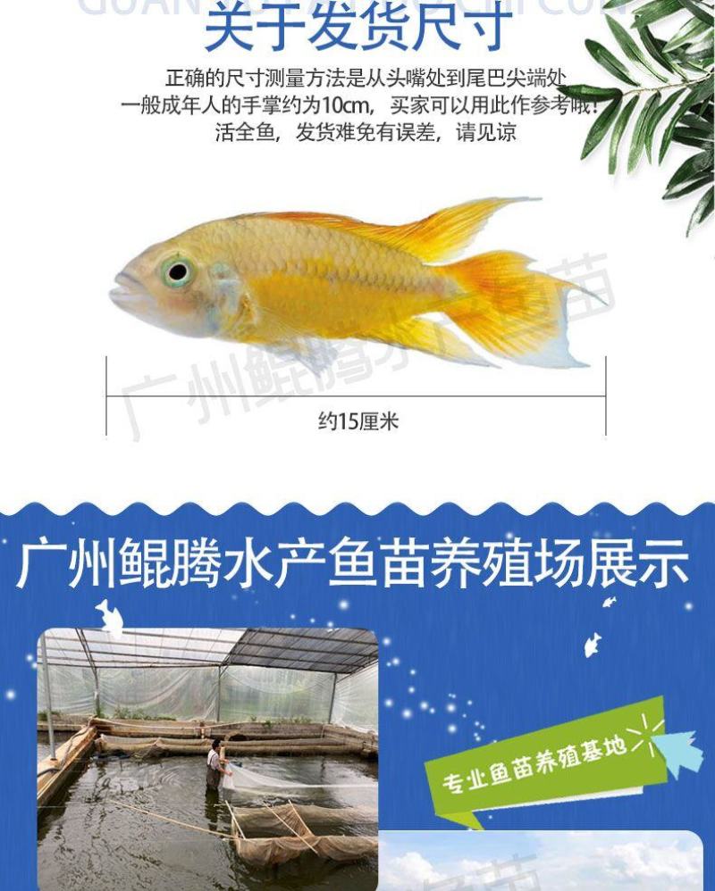 鲫鱼苗鲲腾鱼苗好鱼苗鲲腾出产地直销百万现货