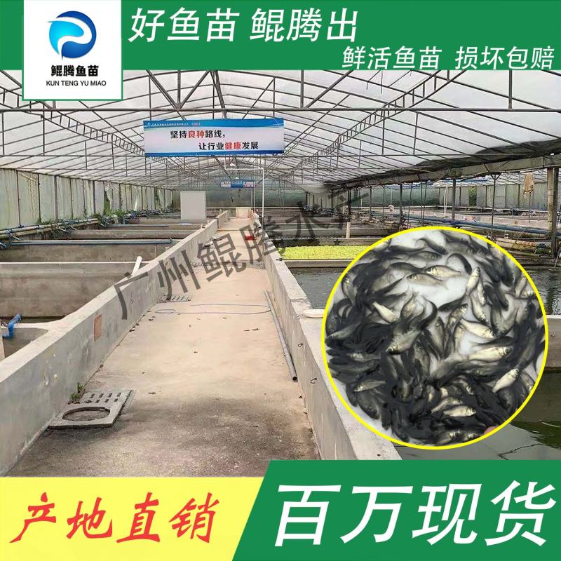 鲫鱼苗鲲腾鱼苗好鱼苗鲲腾出产地直销百万现货
