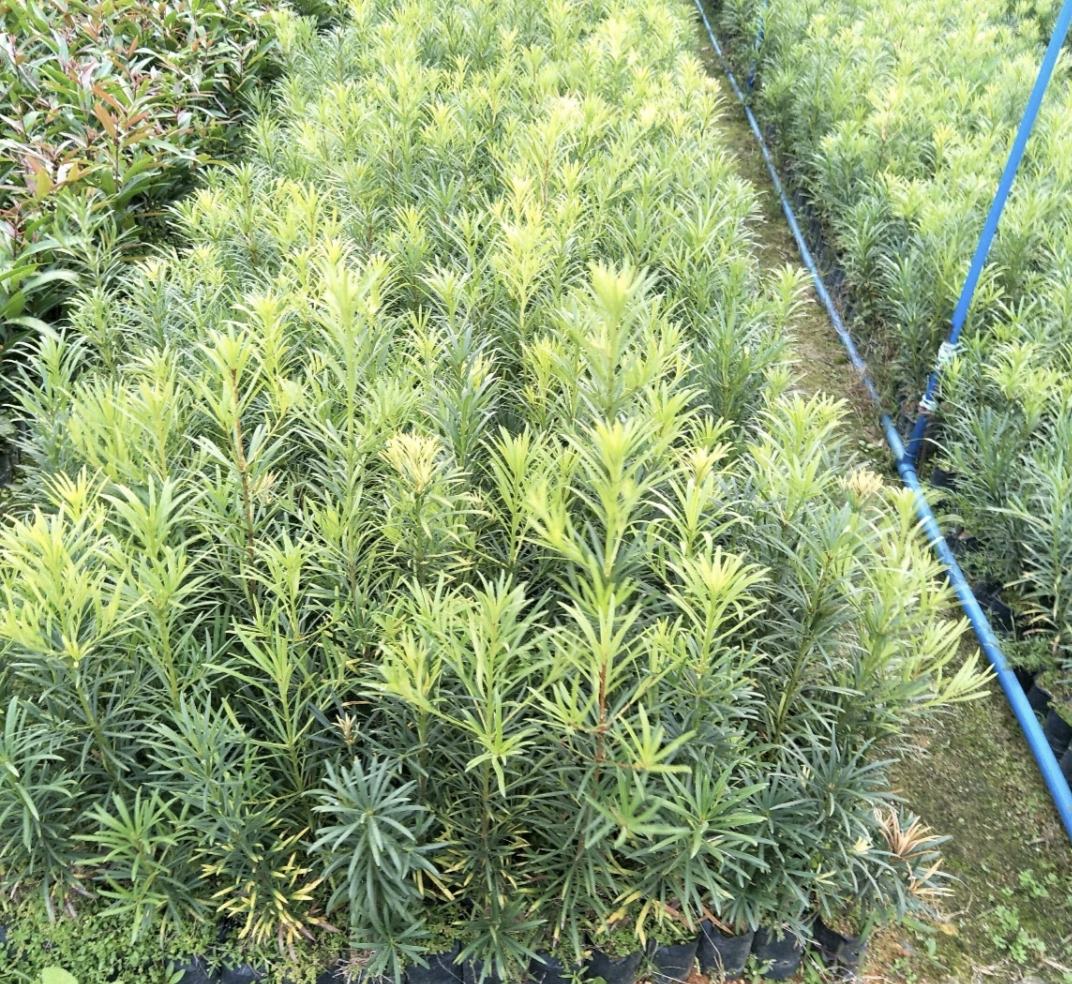 罗汉松雌雄株对比图