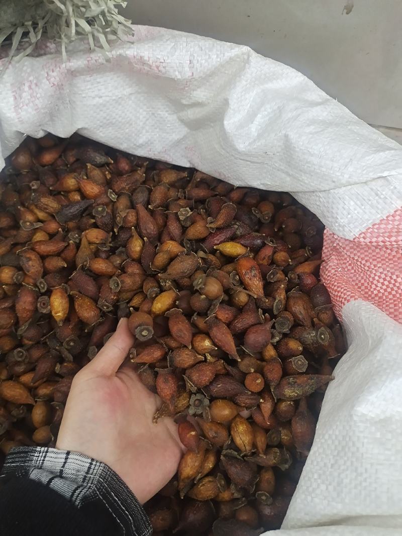 金樱子无硫金樱子刺梨常年加工批发整个颜色好量大从优
