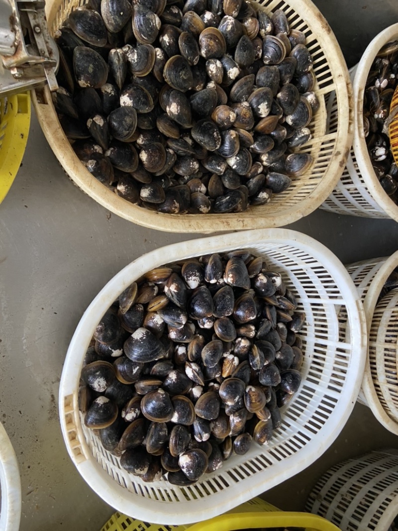 地角螺大量批发长期有货
