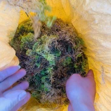 贵州黔南布依族专业种植海花草基地大量批发销售