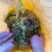 贵州黔南布依族专业种植海花草基地大量批发销售
