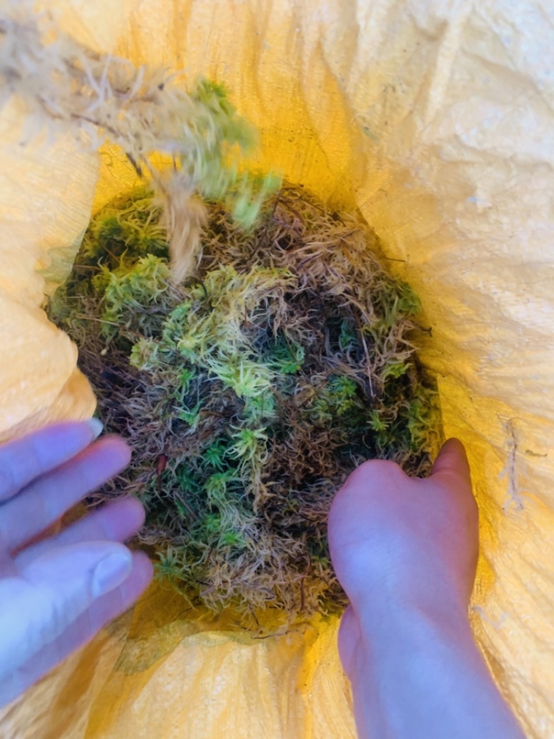 贵州黔南布依族专业种植海花草基地大量批发销售