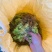 贵州黔南布依族专业种植海花草基地大量批发销售