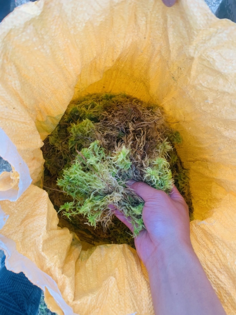 贵州黔南布依族专业种植海花草基地大量批发销售