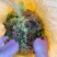 贵州黔南布依族专业种植海花草基地大量批发销售