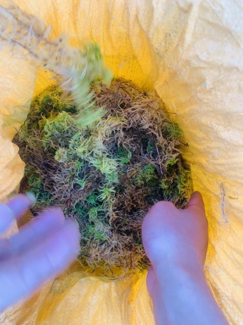 贵州黔南布依族专业种植海花草基地大量批发销售
