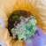 贵州黔南布依族专业种植海花草基地大量批发销售