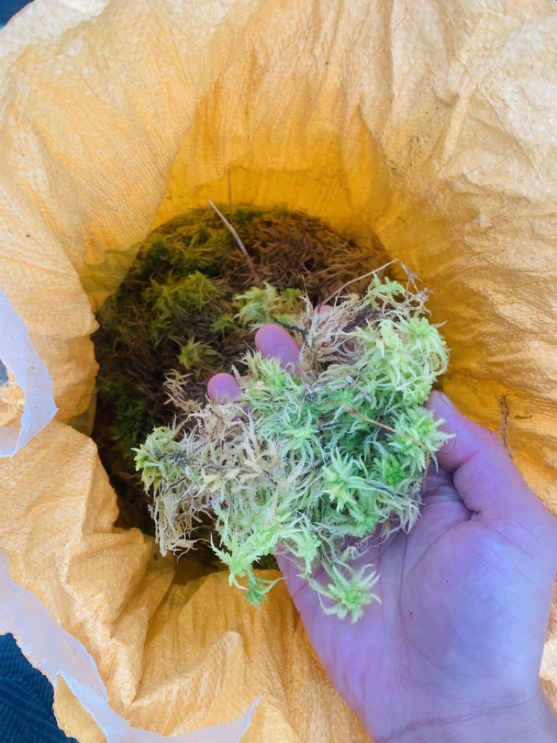 贵州黔南布依族专业种植海花草基地大量批发销售