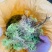 贵州黔南布依族专业种植海花草基地大量批发销售