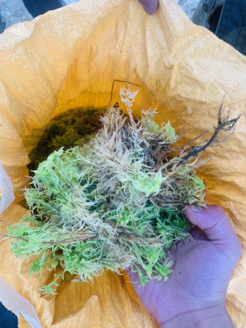 贵州黔南布依族专业种植海花草基地大量批发销售