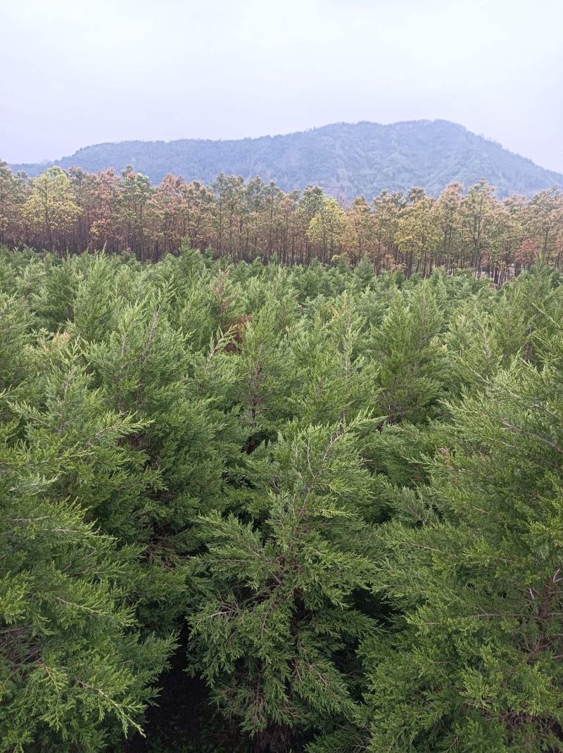塔柏