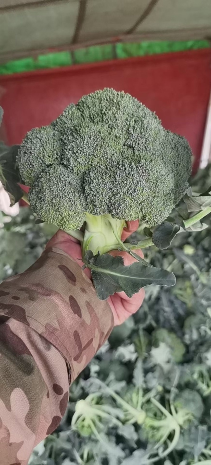 陕西精品西兰花上市，需要的老板和我联系