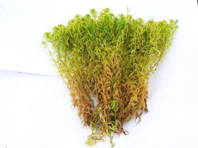 贵州黔南布依族专业种植海花草基地大量批发销售