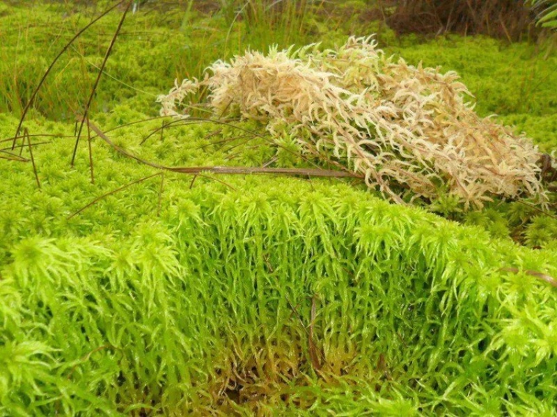 贵州黔南布依族专业种植海花草基地大量批发销售