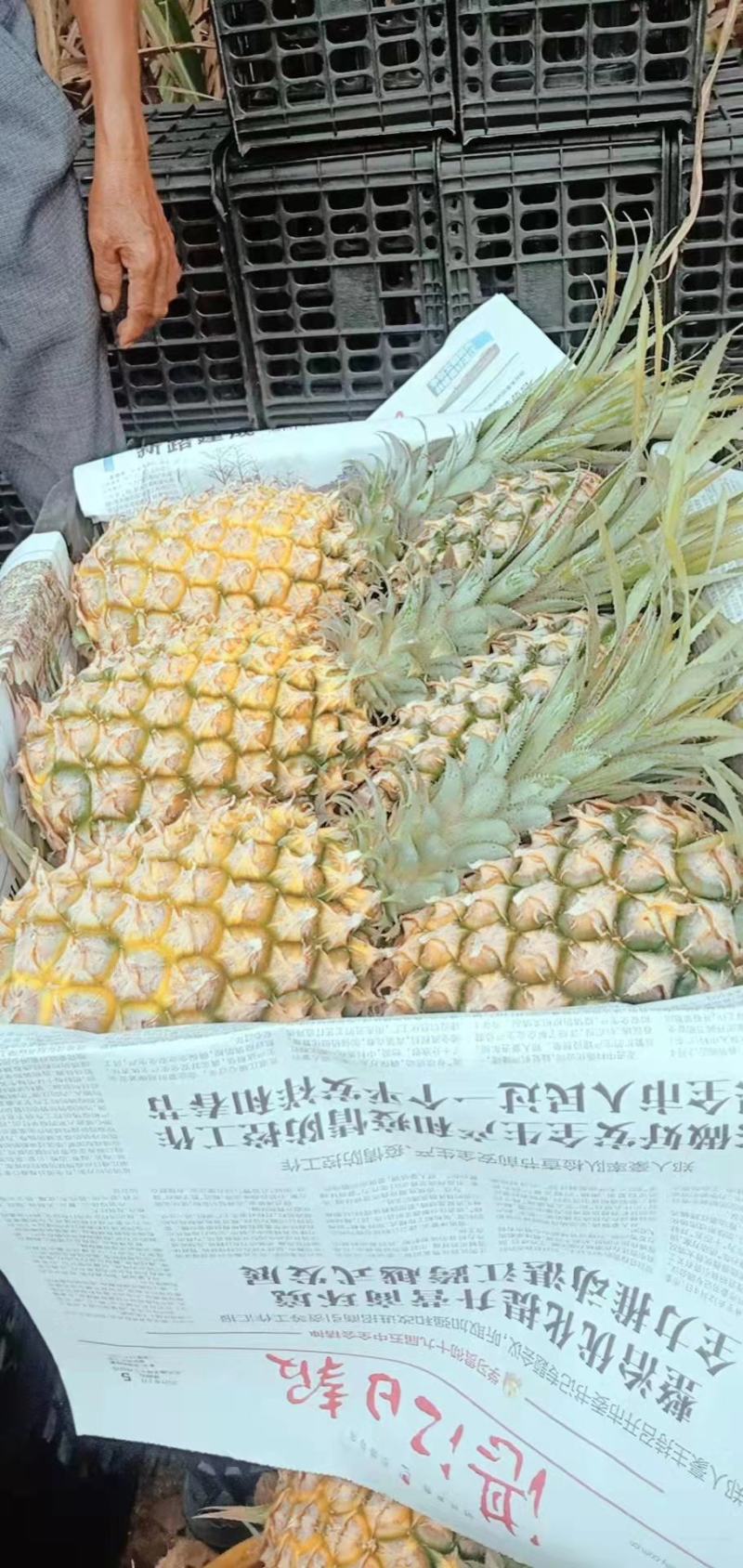 中国大陆最南端精品菠萝，诚信经营，全国代发。
