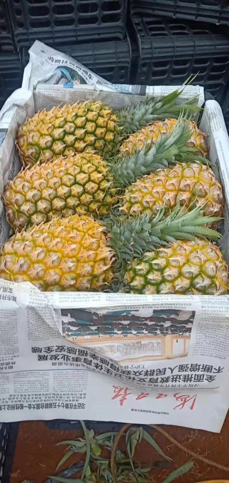中国大陆最南端精品菠萝，诚信经营，全国代发。